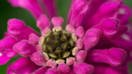 Blüte Makro