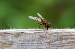 Fliege