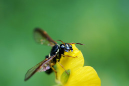 Fliege