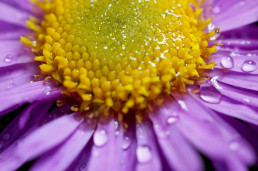 Berg Aster