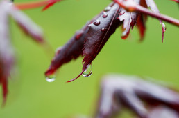 Wassertropfen an Blatt