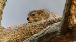 Erdmännchen