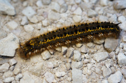 Caterpillar