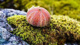 Seeigel, Vesterålen