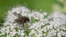 Fliege