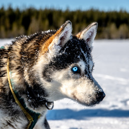 Husky Lappland