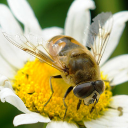 Schwebefliege, Kranzberg
