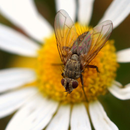 Fliege