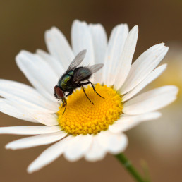 Fliege