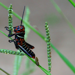 Grashüpfer, Awarradam Suriname