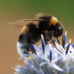 Hummel