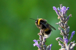 Hummel