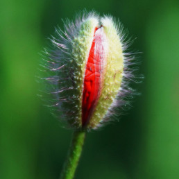Klatschmohn