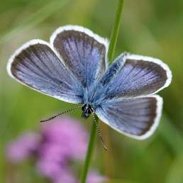 Hauhechel Bläuling Schmetterling
