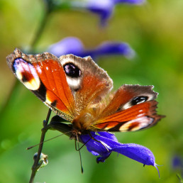 Tagpfauenauge Schmetterling