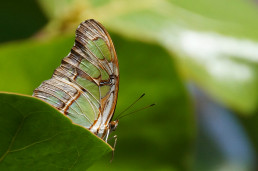 Schmetterling