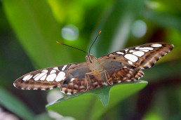 Schmetterling