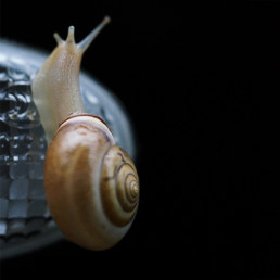 Schnecke