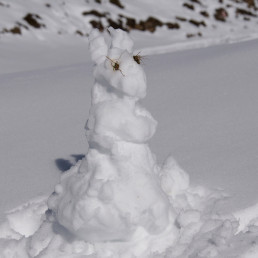 Schneehase