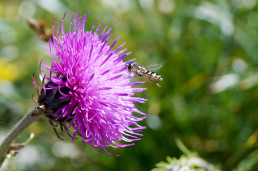 Stehfliege
