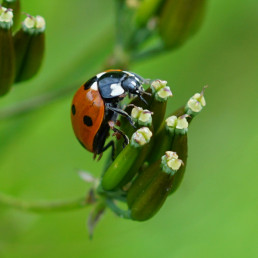 Marienkäfer